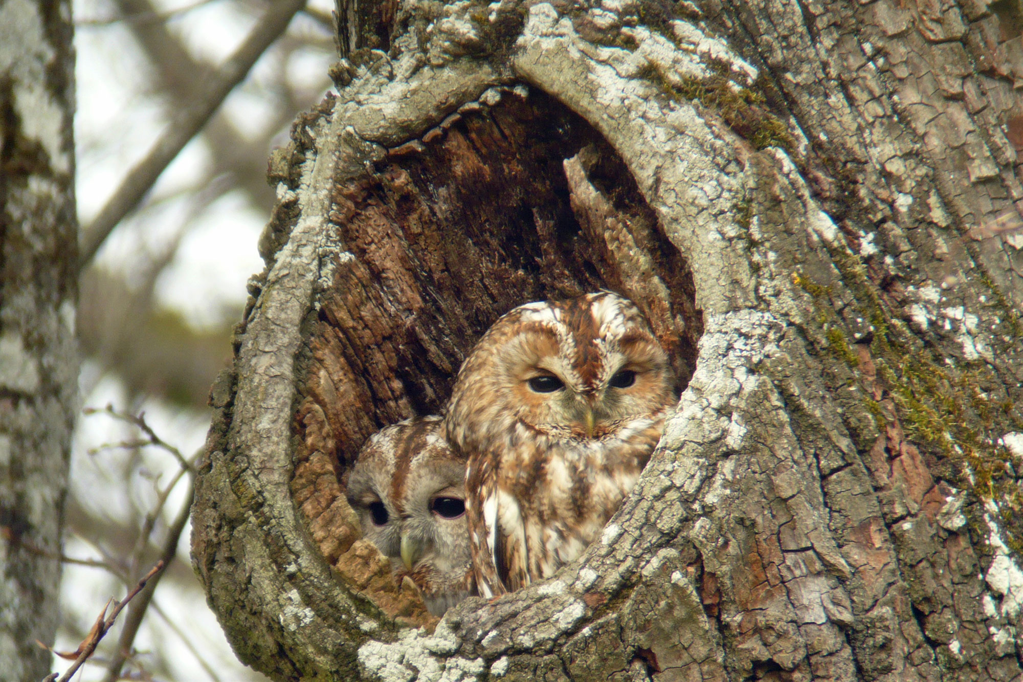 Waldkauz ist Vogel des Jahres 2017 LBV Gemeinsam